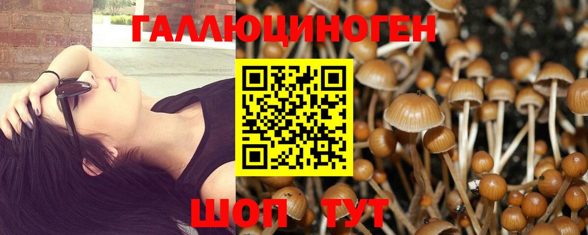 Псилоцибиновые грибы Psilocybine cubensis Дмитров